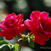 薔薇の姉妹