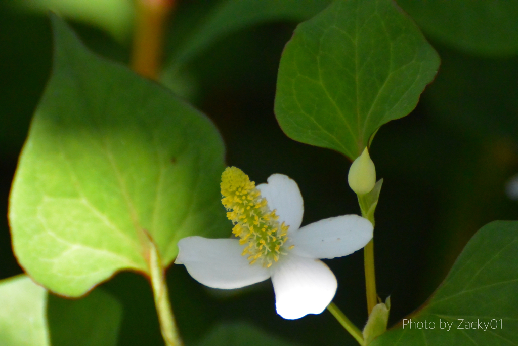 どくだみの花