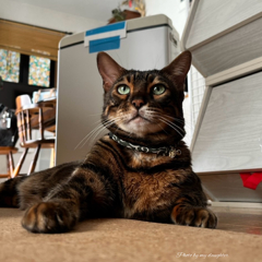 ヒーターの風に立つ猫