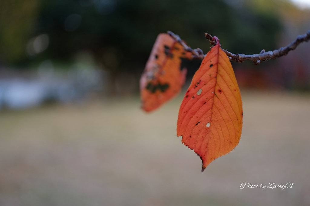 桜の葉のジャック・オ・ランタン