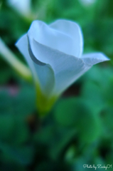 花言葉は輝く心