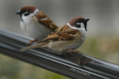 上を向いていこう♪