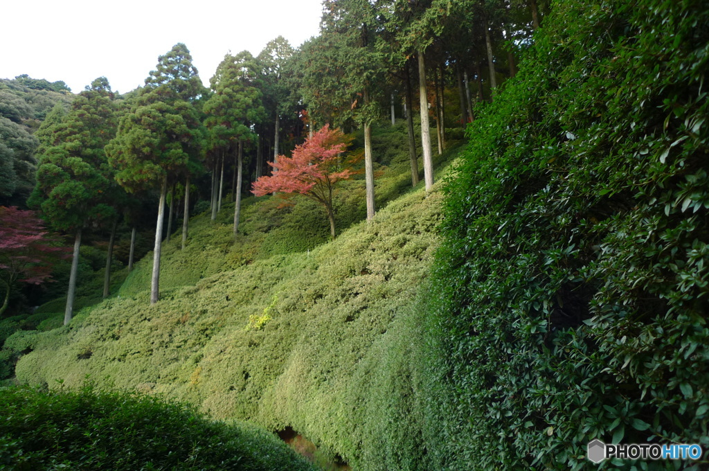 紅葉と緑葉