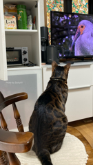 テレビ鑑賞