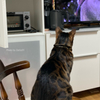 テレビ鑑賞