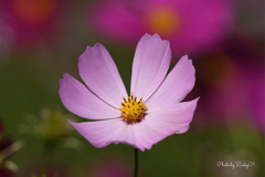 薄紅の秋桜