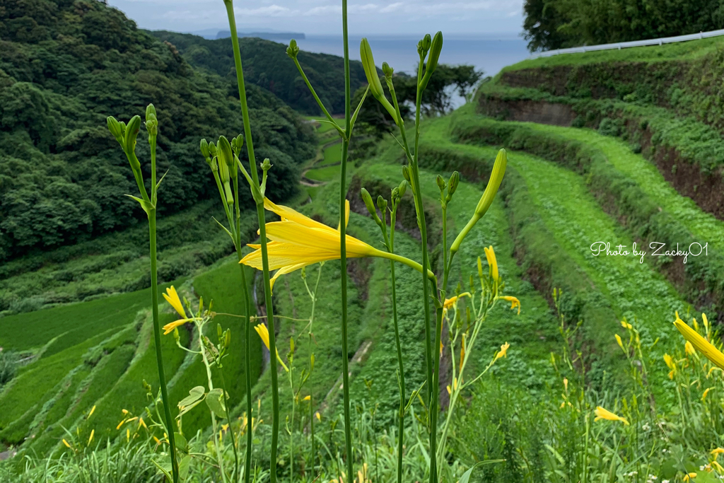 夏の装い