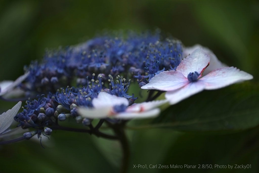 紫陽花