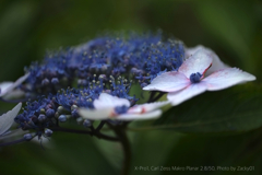 紫陽花