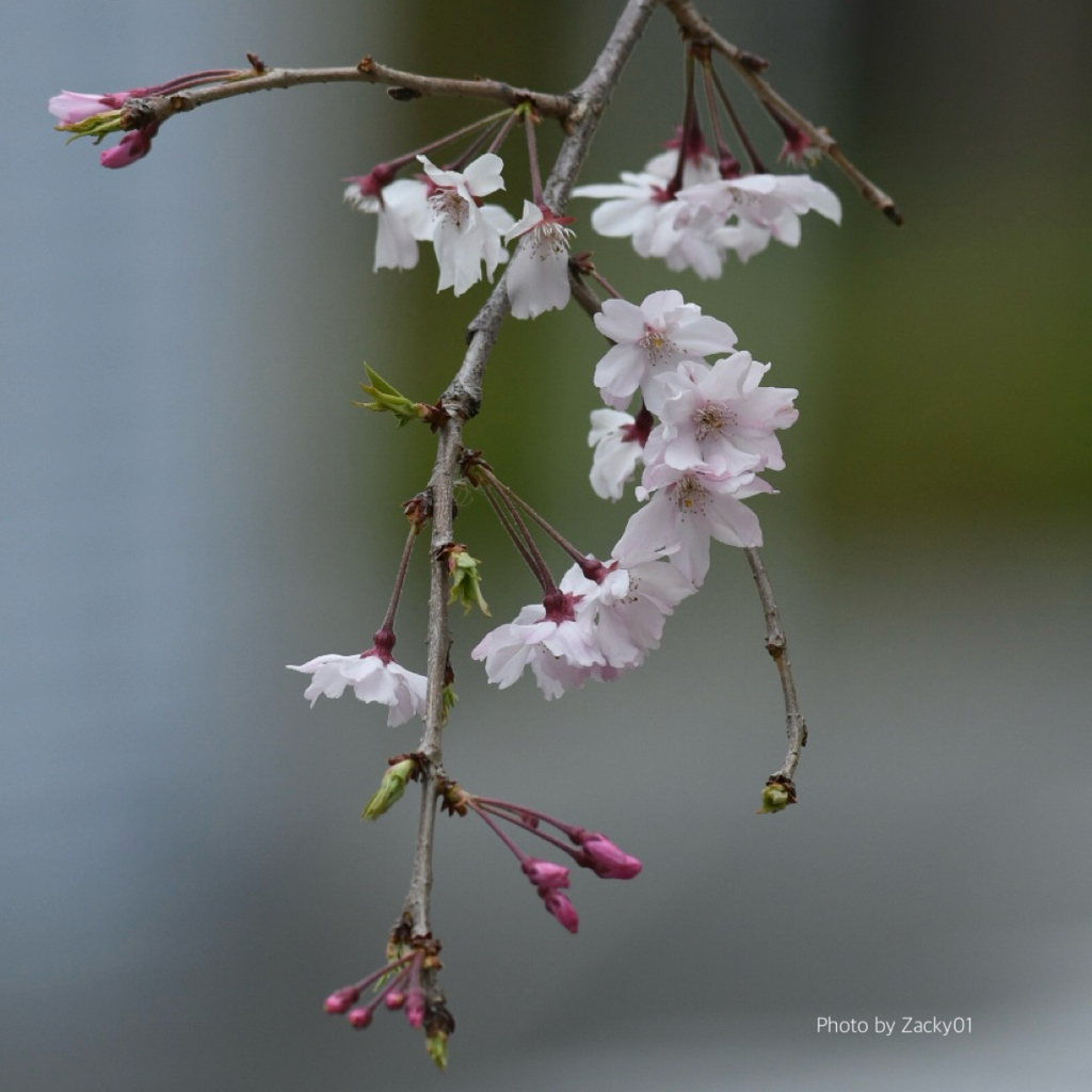 花から葉へ