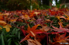 紅葉と緑葉