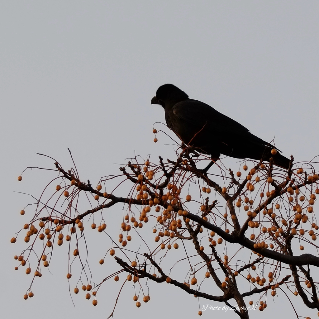 せんだんに立つカラス