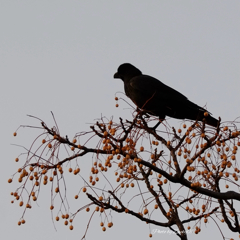 せんだんに立つカラス
