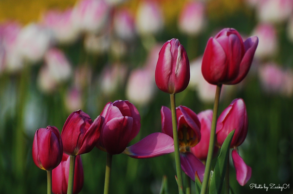 チューリップの丘