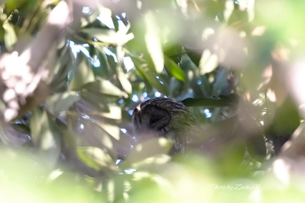 ちょっとだけよ