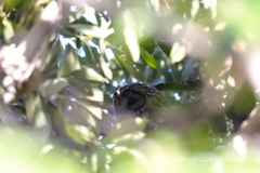 ちょっとだけよ