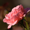 薔薇の想い