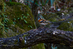 春来ればシベリアの旅