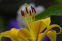 Yellow lily