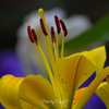 Yellow lily