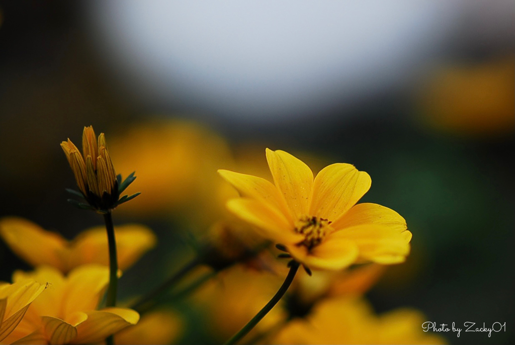 湯煙に咲くお花