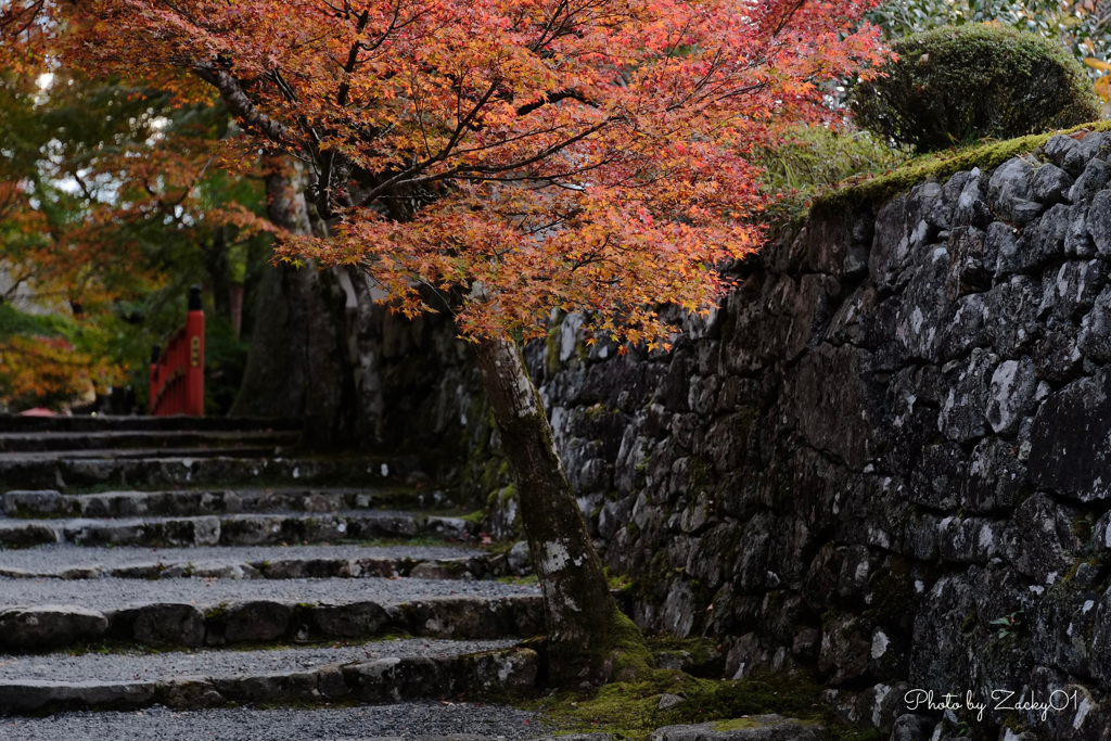 歴史の道