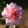 薔薇の香り