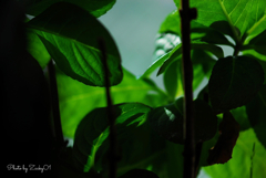 紫陽花の森