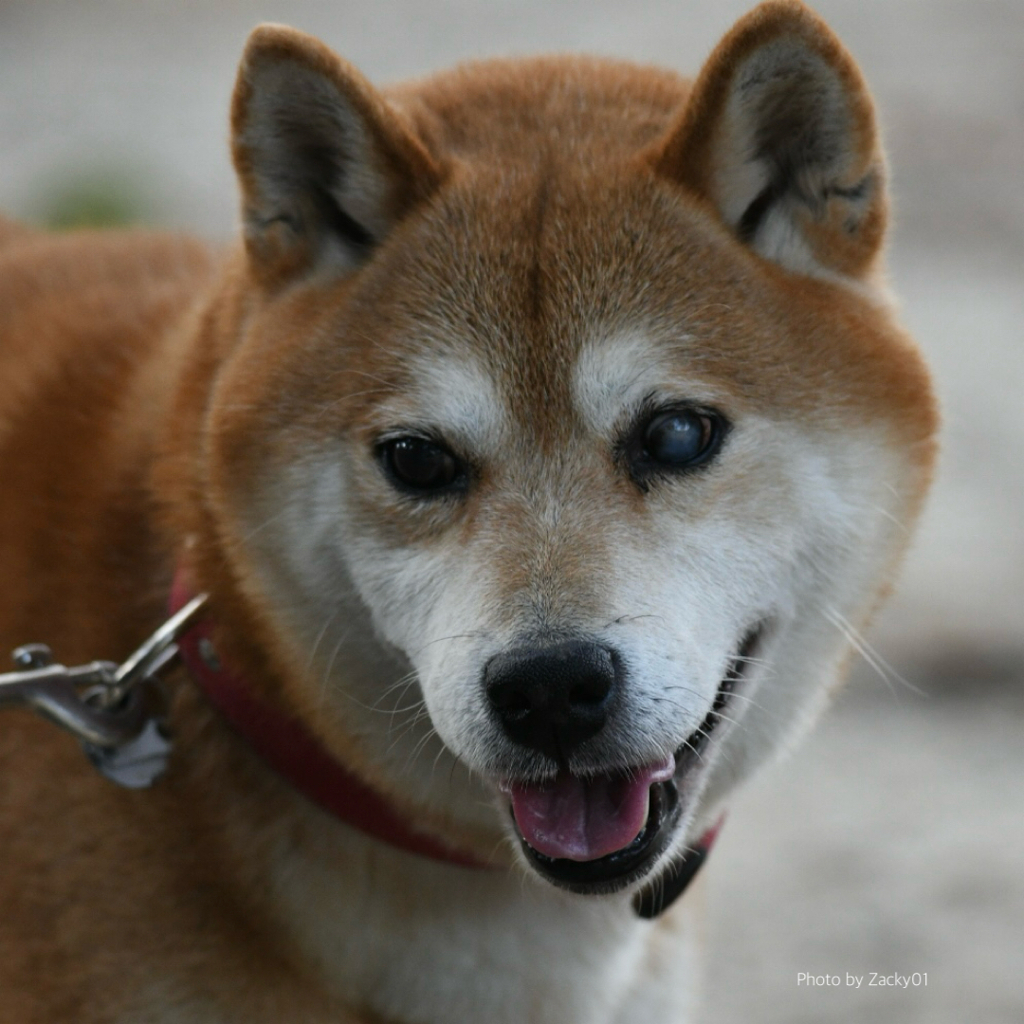 老いても幸せ