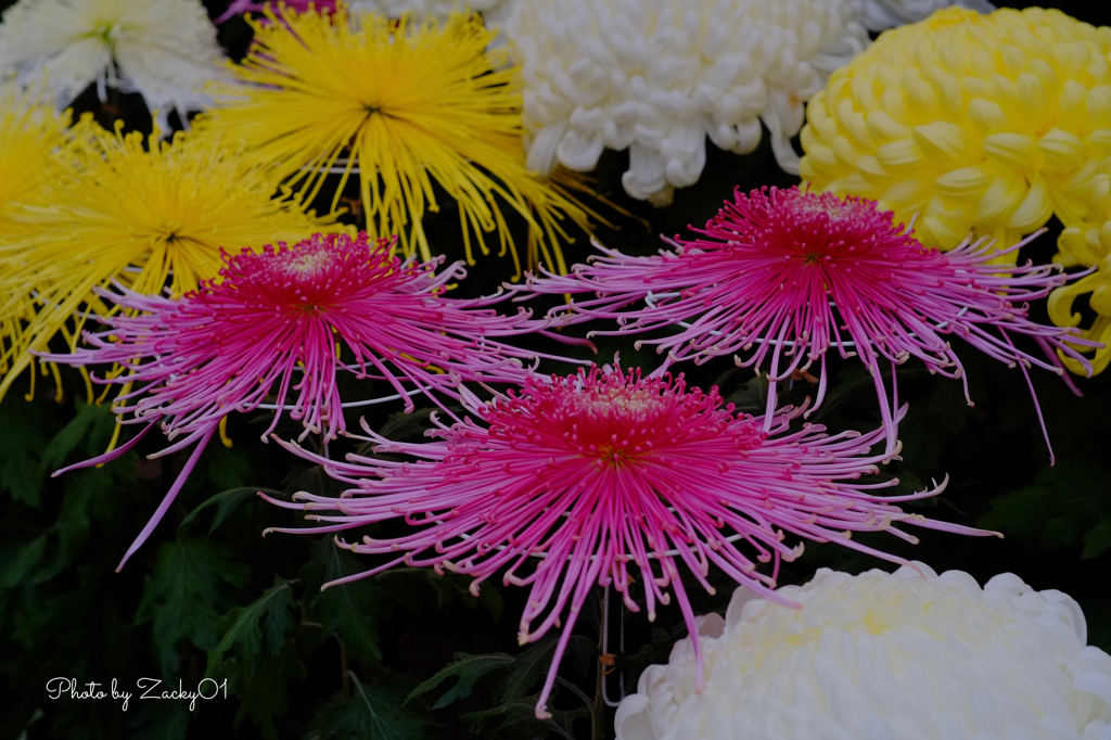 細身の菊の花