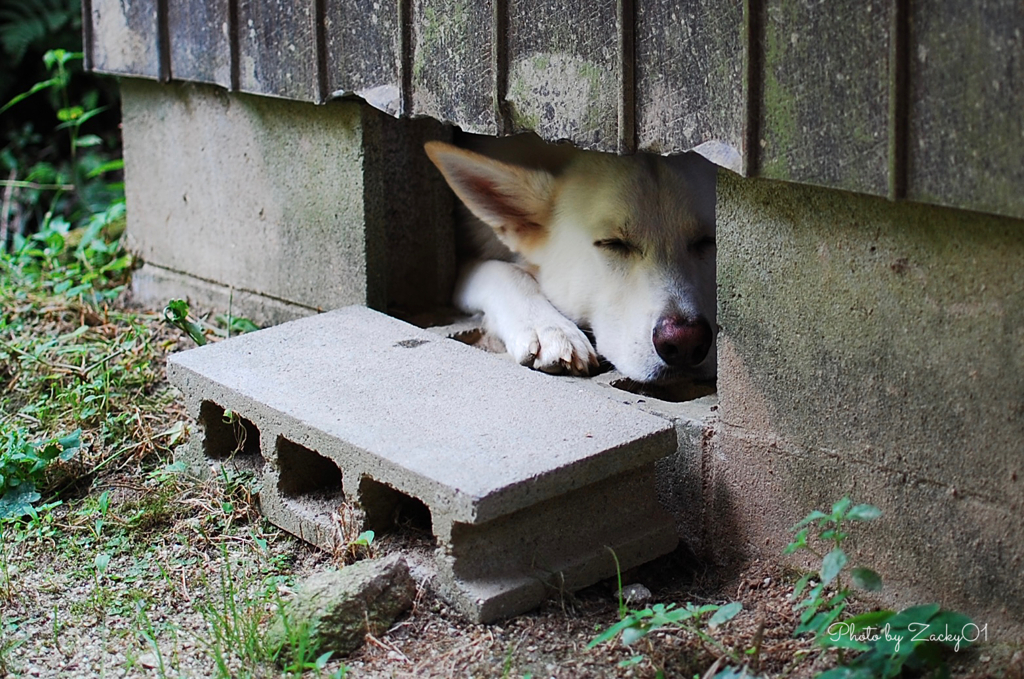 お昼寝わんちゃん