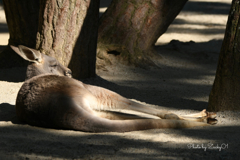 kangarooの休日