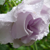 雫と淡紫の薔薇