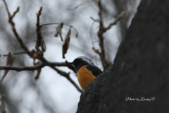 先祖代々見ています