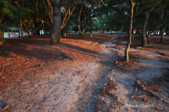 夕方散歩