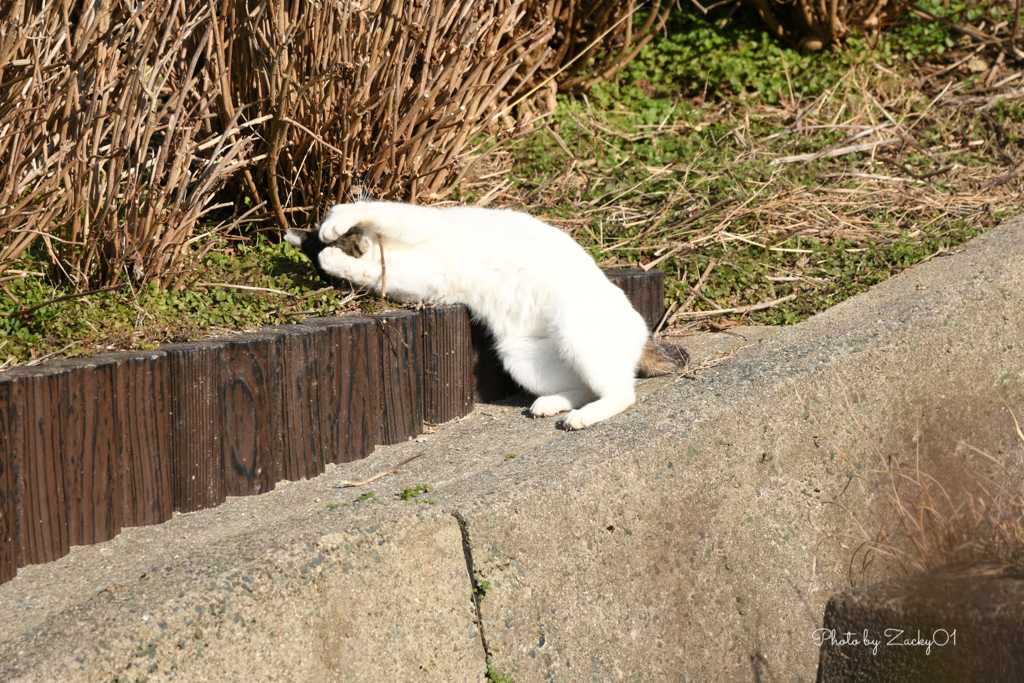 ニャン♪