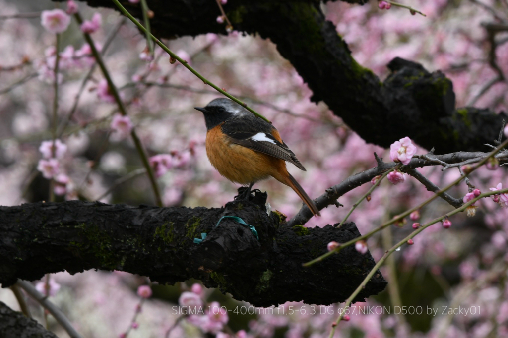 春だなぁ