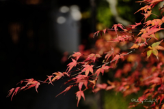 静かな静かな京の秋
