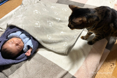 気になるニャン