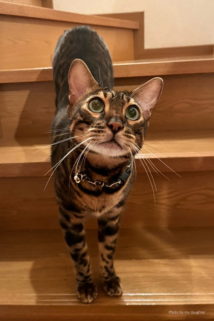 階段と猫