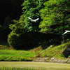田植えの季節