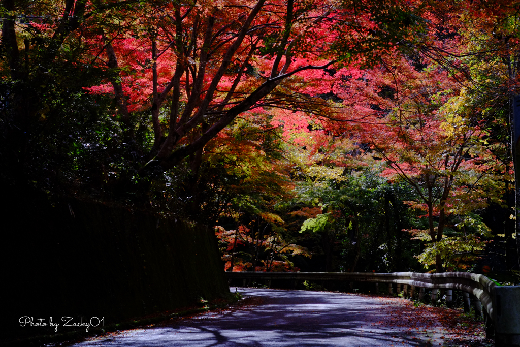 紅葉のお出迎え