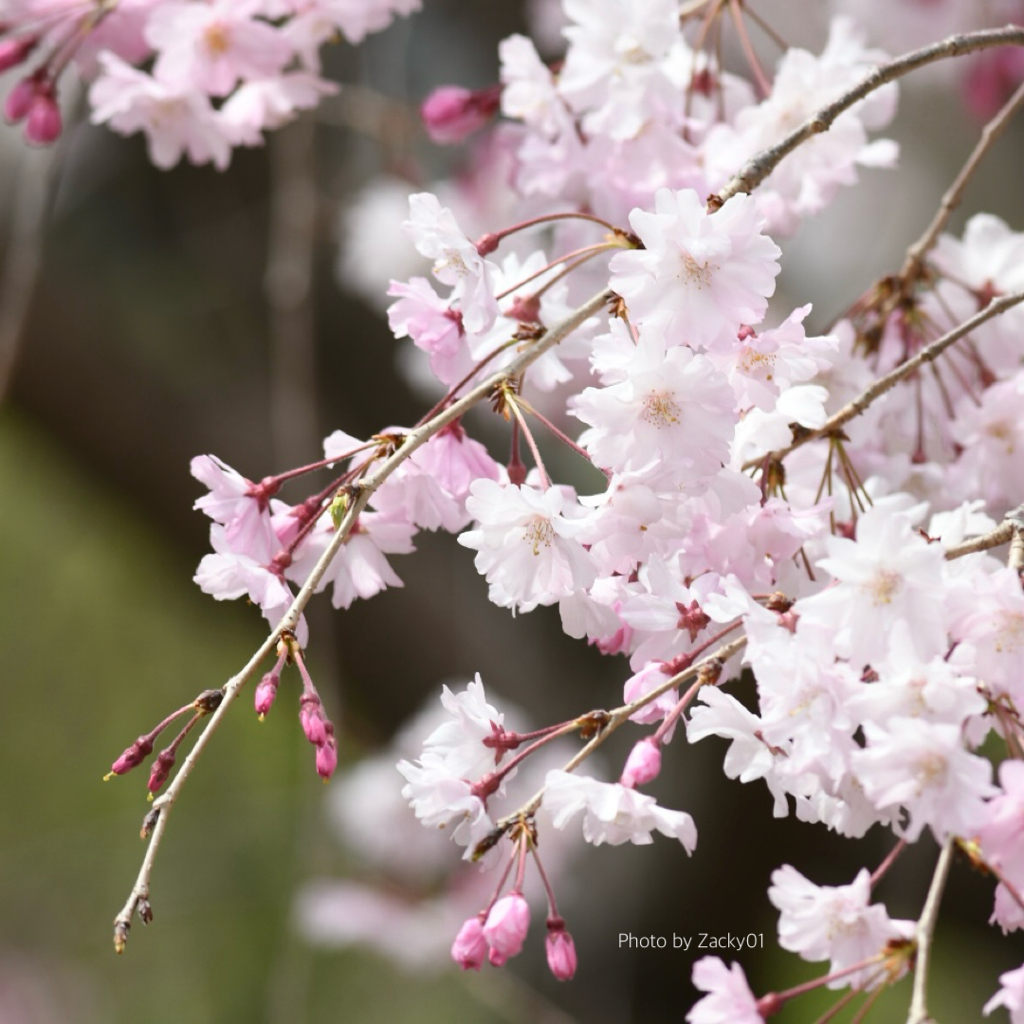 枝垂れ桜