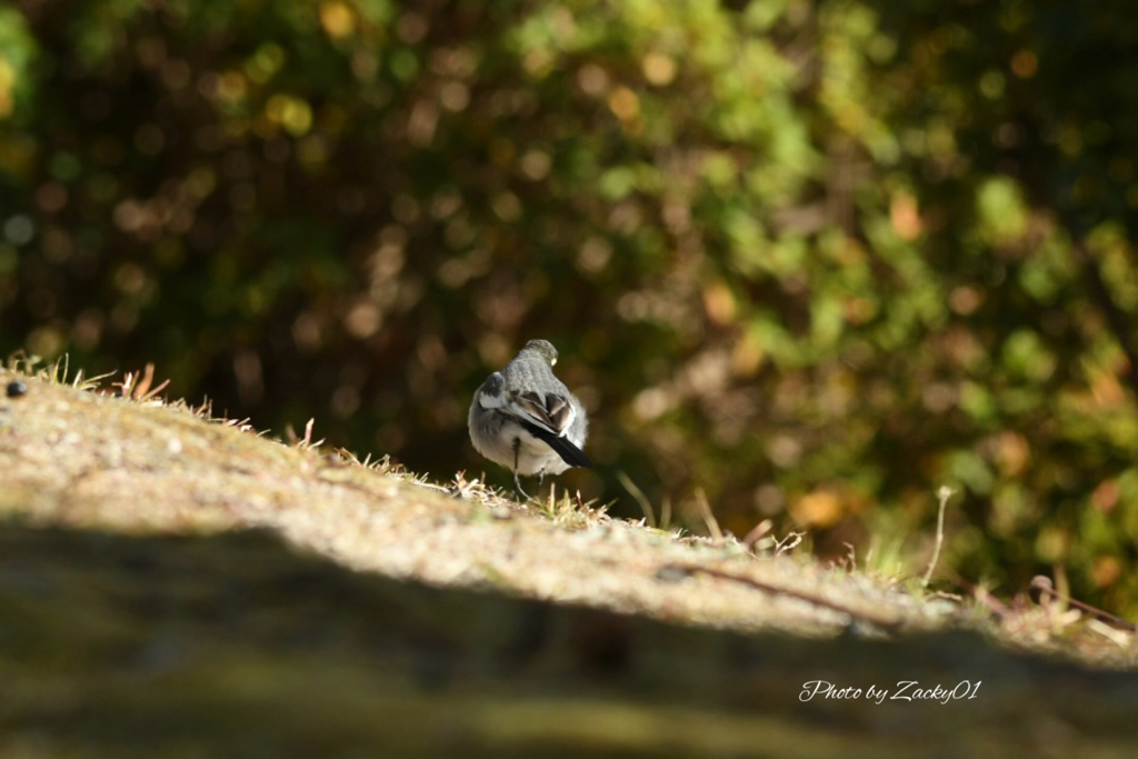 陽だまり探し庭叩き