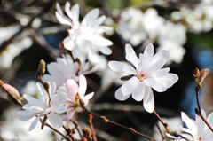 春を告げる白い花