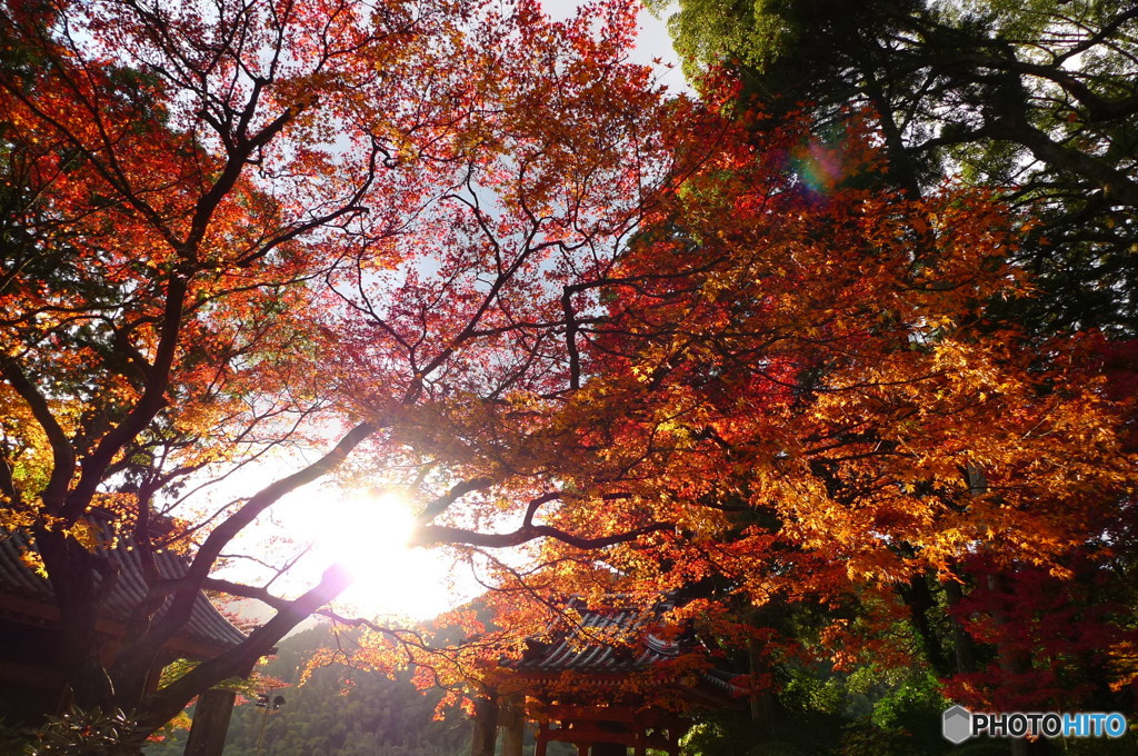 紅葉と太陽