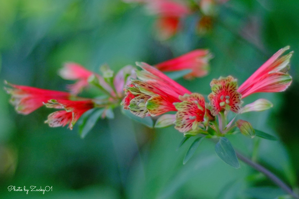 庭に咲く赤い花