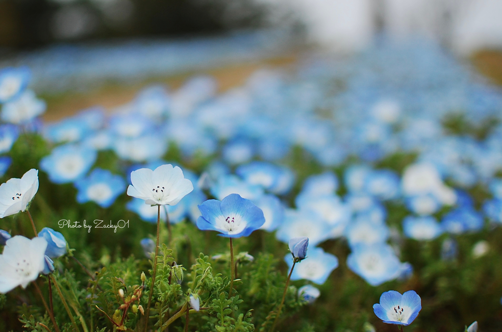 瑠璃唐草の花畑