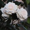 花言葉は純潔
