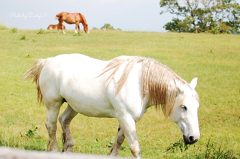 スーホの白い馬
